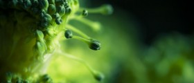 Making Broccoli Tasty As Well As Healthy