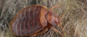 Do You Know Who You're Sleeping With? Protect Yourself From Bed Bugs