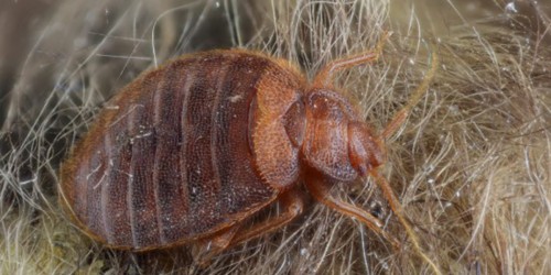 Do You Know Who You're Sleeping With? Protect Yourself From Bed Bugs