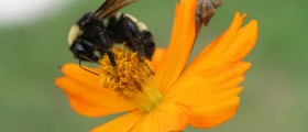 Think Your Child May Be Suffering From Seasonal Allergies?