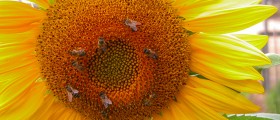 Local Honey Reduces Symptoms Of Hayfever And Other Allergies