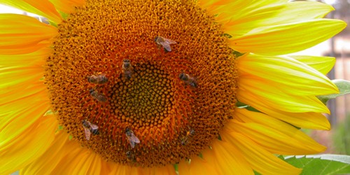 Local Honey Reduces Symptoms Of Hayfever And Other Allergies