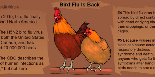 Bird Flu Epidemic Sweeps American Midwest, And Nobody Is Noticing