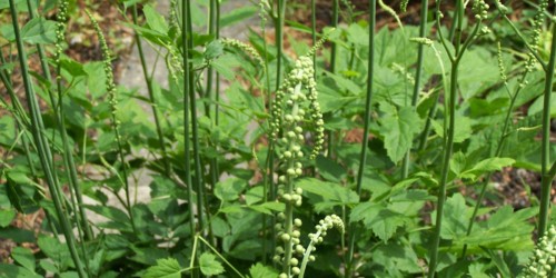 Black Cohosh For Preventing Osteoporosis: What Does The Science Say?