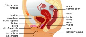 Most common causes of inflamed bladder