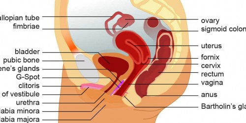 Most common causes of inflamed bladder