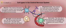 Brain Cells, More Than Just Neurons