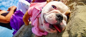 Hypoallergenic Pets: Animals to Keep If You’re Allergic to Hair