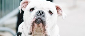 4 of the Most Common Dog Teeth Problems