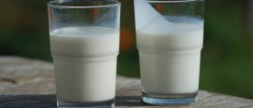 Probiotics For Weight Loss?