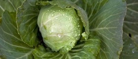 Cabbage: The Overlooked Superfood