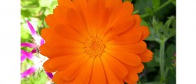 Secret Herbs For Healthy-Looking Skin
