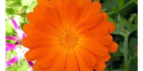 Secret Herbs For Healthy-Looking Skin