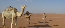 Is MERS The Next Pandemic?