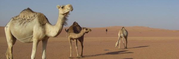 Is MERS The Next Pandemic?