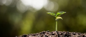 Can A Boron Supplement Help Treat Osteoporosis?