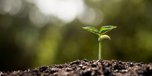 Can A Boron Supplement Help Treat Osteoporosis?