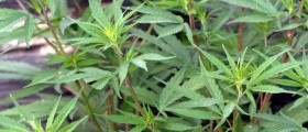 Cannabis Use Linked to Risk of Psychotic Disorders Later in Life
