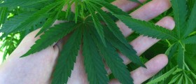 Marijuana: A Healer Or A Killer?