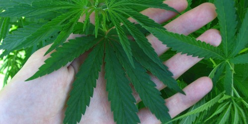 Marijuana: A Healer Or A Killer?