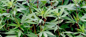 What Does Cannabis Really Do To Your Appetite?