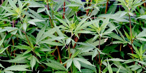 What Does Cannabis Really Do To Your Appetite?