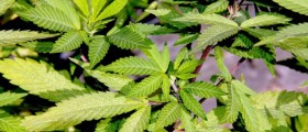 Marijuana and the Immune System