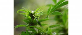 Dutch may Label Cannabis with More Than 15% THC as a Hard Drug Because It Causes Addiction