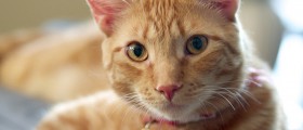 Living With A Pet You're Allergic To: Is It Possible?