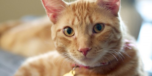 Living With A Pet You're Allergic To: Is It Possible?