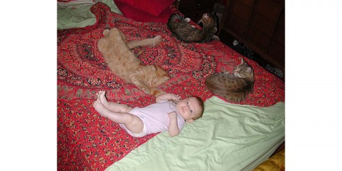 Can your cat safely sleep in your baby's crib?