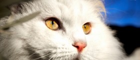 Why You Should Get Your Cat Spayed Or Castrated, And What You Need To Know About The Procedure