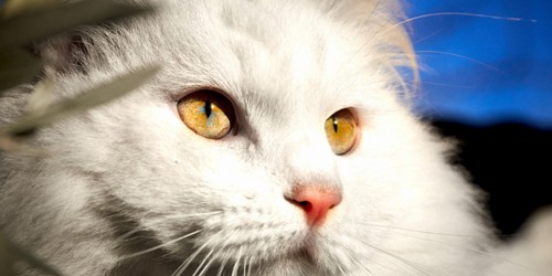 Why You Should Get Your Cat Spayed Or Castrated, And What You Need To Know About The Procedure