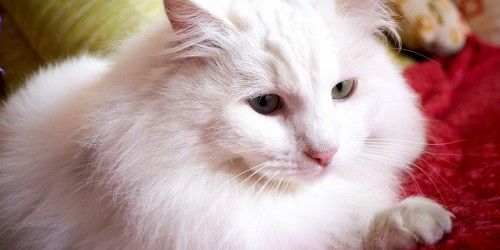 Is Your Pet Diabetic?