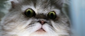 Why Is My Cat Doing That: Strange Feline Behaviour Explained