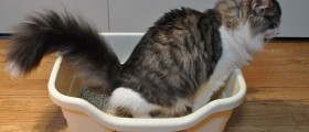 Parasites In Cat Poop, Public Health Menace?