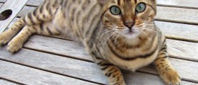 Why Won't My Cat Eat? Digestive Problems In The Older Cat
