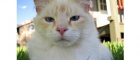Does Your Kitty Have Power Over Your Mind?