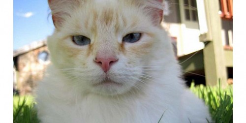 Does Your Kitty Have Power Over Your Mind?