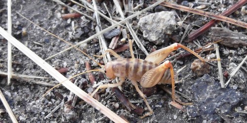 Spider Crickets: The Bug in Your House That Can Eat You Alive