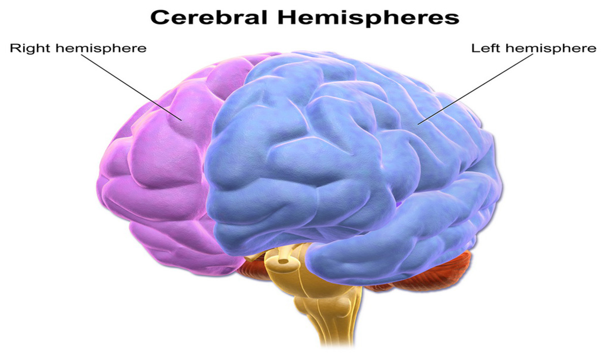 brain-dominance-myths-nervous-system-disorders-and-diseases-articles