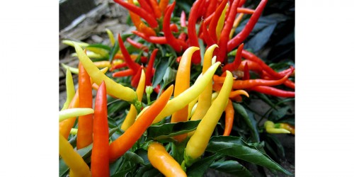 Why You Should Include Chili Peppers in Your Diet