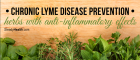 Chronic Lyme Disease Prevention: Herbs With Anti-Inflammatory Effects