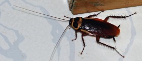 Yes, Cockroaches Pose A Real Health Risk: What Should You Do To Get Rid Of An Infestation?