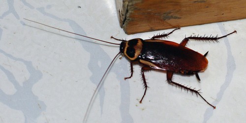Yes, Cockroaches Pose A Real Health Risk: What Should You Do To Get Rid Of An Infestation?