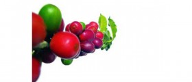 Fibromyalgia - Foods to Avoid
