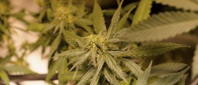 Is Marijuana Addictive? You Can Bet Your Cheetos on the Answer