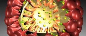 First US MERS Case: Should You Be Scared?