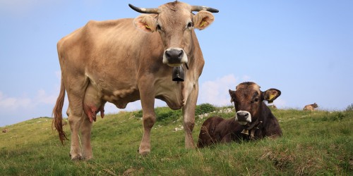 Cow Manure Full Of Antibiotic Resistance Genes