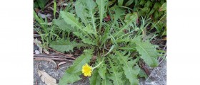 Dandelion: Antioxidant Low in Cholesterol and Saturated Fats